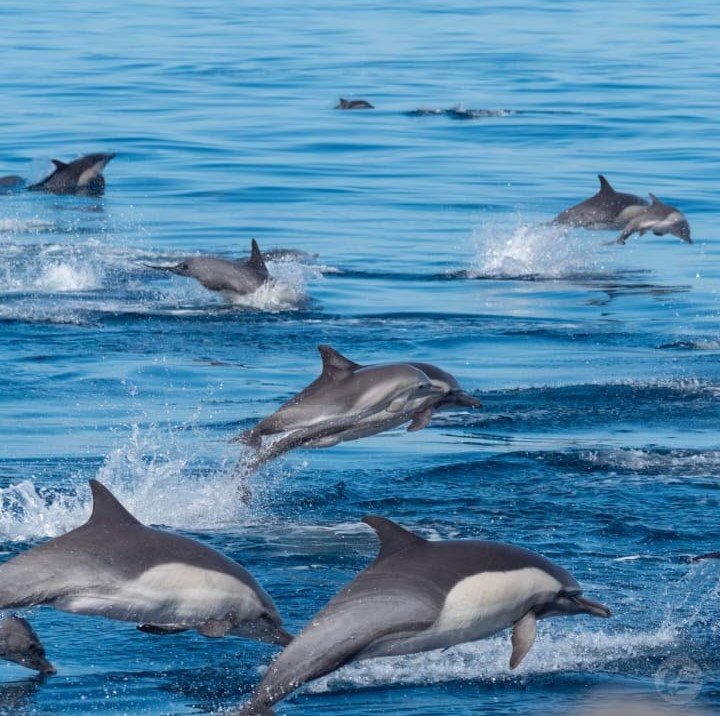 Royal Blue Marine Tourism - Best Sea Tours Operator In Muscat - Dolphin Watching