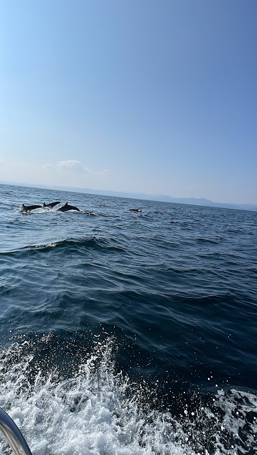 GCC Tours, Muscat - Dolphin Watching Offer — photo 3