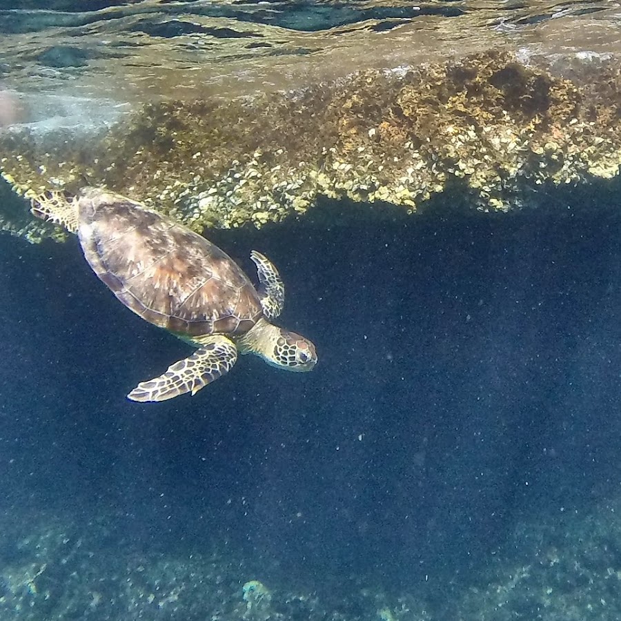 SEAOMAN — photo 4