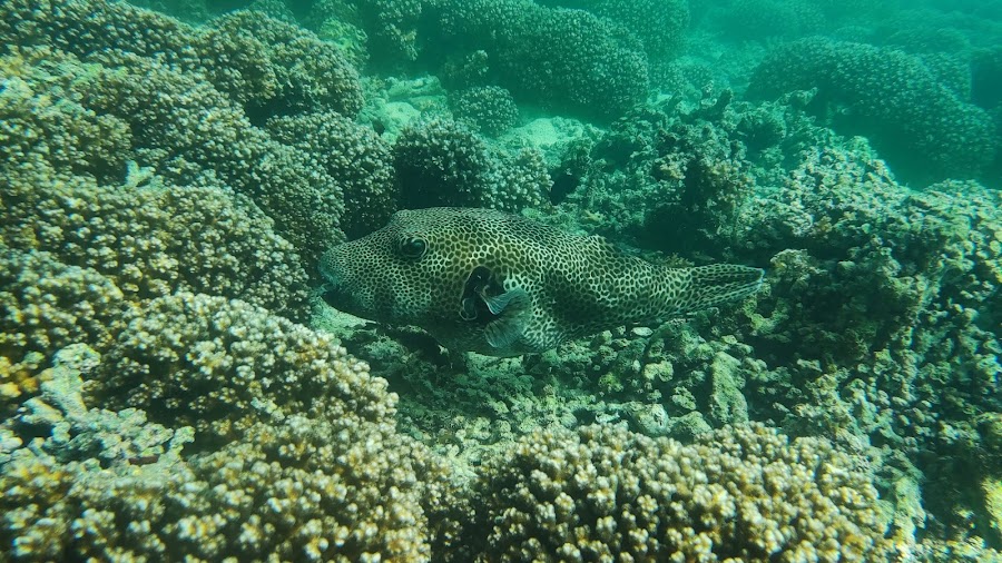 Extra Divers Qantab — photo 4